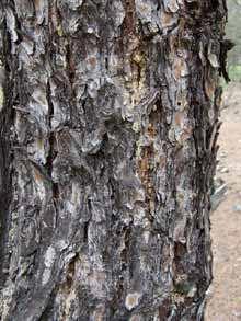 Resim 1.1: Çeşitli ağaç dokuları Yüzey ne tipte olursa olsun parça ile bütün arasında birtakım temel bağlantılar bulunabilir.