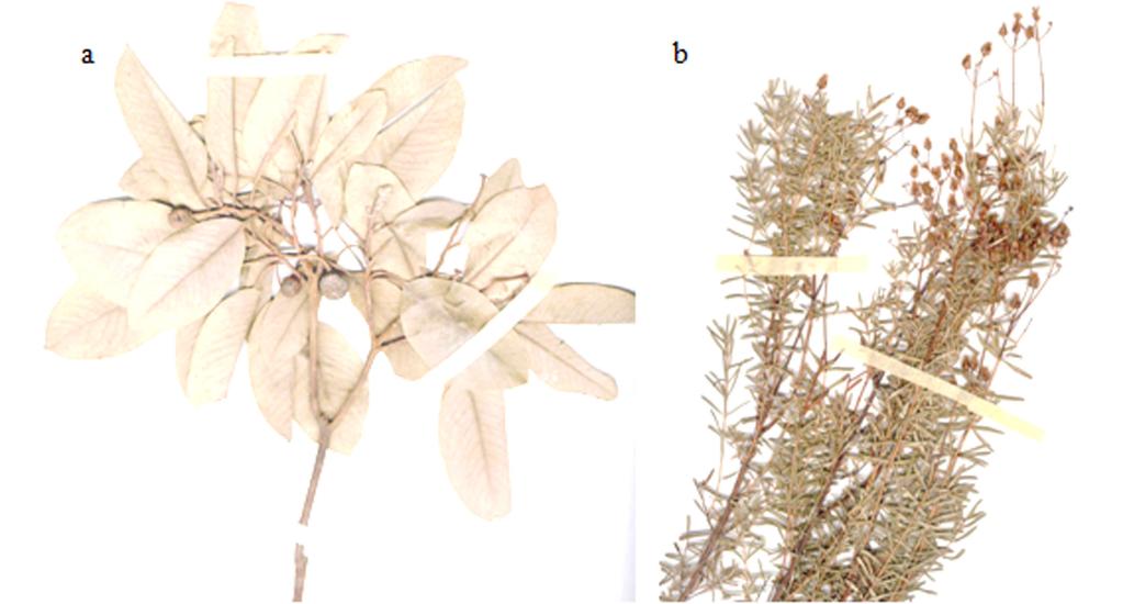 Bitkilerin teşhisinde Flora of Turkey and The East Aegean Islands adlı eserden yararlanılmıştır [3, 4]. Teşhiste ayrıca A.Ü. Fen Şekil 2.