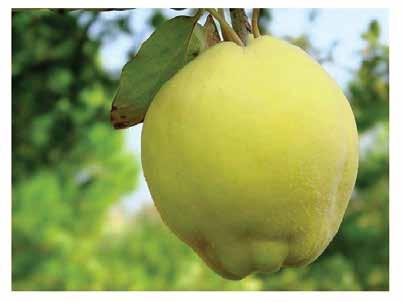 AYVA / QUINCE Ege-22 Limon Ayvası Eşme 330-400 Çiçeklenme Dönemi(Flovering Period): Geç (Late) Hasat Zamanı (Harvesting