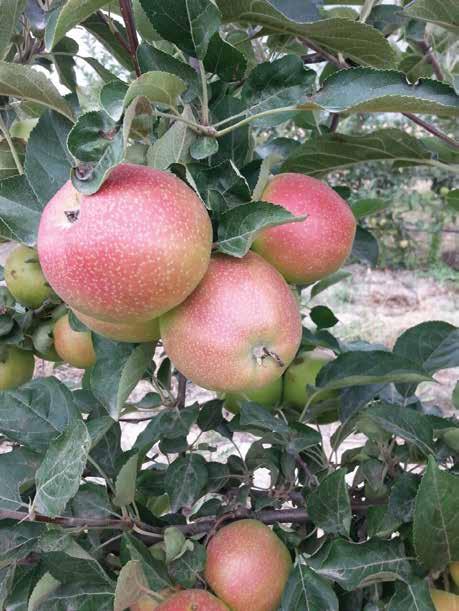 ELMA / APPLE Gala Buckeye Royal Gala Redchief Kabuk Rengi (Skin Color): Sarı Üzerine Kırmızı (Red over Yellow) 250 gr Üzeri Çiçeklenme Dönemi(Flovering Period): Orta (Middle) Hasat Zamanı (Harvesting