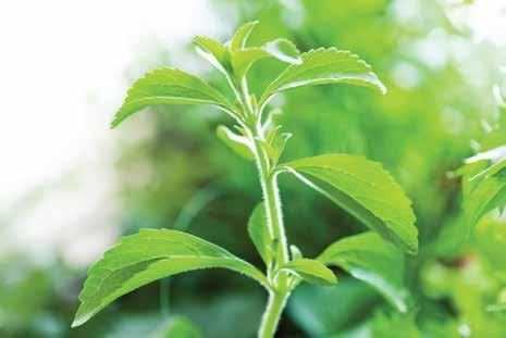 DİĞER TÜRLER / OTHER SPECIES STEVİA / STEVIA Stevia (Şeker otu) bitkisinin kökeni Brezilya, Arjantin ve Paraguay dır.