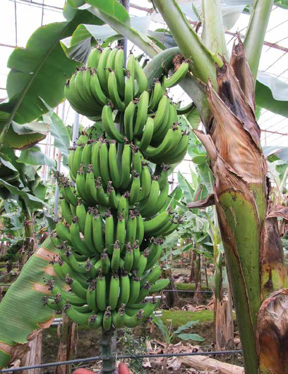 Orta boylu bir çeşittir. Ortalama hevenk ağırlığı 45-50 kg arasında değişir. It is more resistant to frost when compared with other banana varieties. It is resistant to winter births. It grows fast.