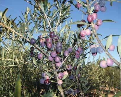 ZEYTİN / OLIVE Arbequina Arbequina hem yoğunluklu (40-50 bitki/da) hem de yüksek yoğunluklu (150-250 bitki/da) yetiştiricilik için uygun YAĞLIK ÇEŞİTTİR.