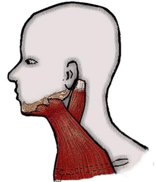 Platismanın altındaki konstriktör kaslar olan digastrik, stylohyoid, geniohyoid ve mylohyoid kaslar hyoid kemikle mandibula arasında