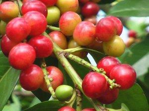 Laurocerasus officinalis - Karayemiş Botanik Özellikleri