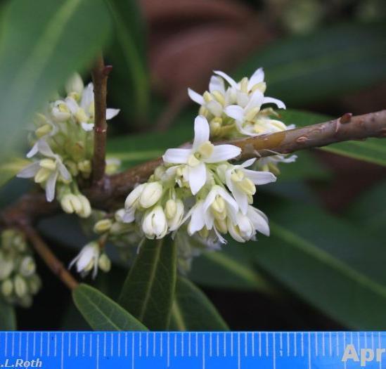 Osmanthus