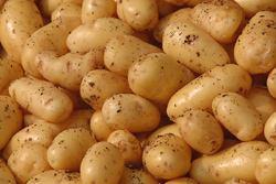 Genetiği değiştirilmiş patatesler mantar ve virüslere maruz kaldığında daha fazla toksin üretirler.