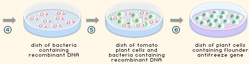 Bakteri rekombinant DNA nın çok sayıda kopyasını üretir. Domates hücreleri bakteriyle infekte edilir.