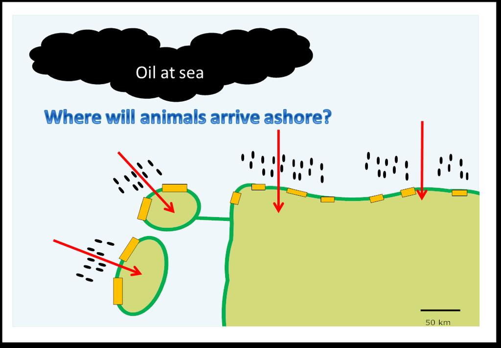 Müdahalenin ilk günleri Denizdeki petrol Hayvanlar nerede karaya vurur?