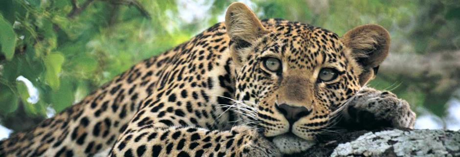 BÜYÜLEYİCİ NAMİBYA WINDHOEK NAMİBYA ÇÖLÜ SWAKOPMUND DAMARALAND ETOSHA MİLLİ PARKI OKONJIMA RESERVE 13 GECE 14 GÜN Dünyada en çok tekrar gidilen ülke neresi sizce?