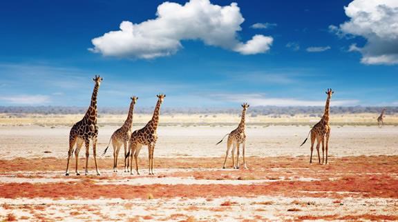 9.Gün : Etosha Milli Parkı Kahvaltının ardından gün boyu sürecek safariniz başlayacak.