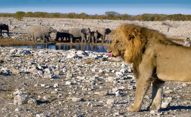 Etosha Milli Parkı, Afrika nın en önemli safari parklarından biridir. Geniş düzlükler, bol su alanları çok sayıda hayvanı görme imkanı sunacak.