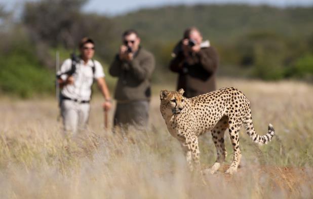 11.Gün : Okonjima Reserve Kahvaltının ardından otelden ayrılıyor ve AfriCat Vakfının da bulunduğu Okonjima için yola çıkıyorsunuz. Yol üzerinde Otjikoto Gölünde fotoğraf molası veriliyor.