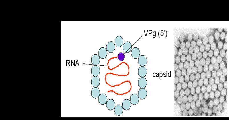 Patogenez Hepatosit hasarından immün mekanizmalar sorumlu Naturel killer(nk) hücreleri ve virüse spesifik