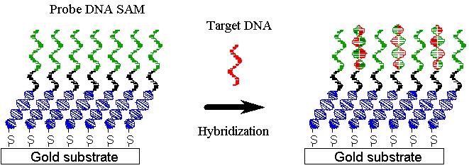 Hedef DNA nın DNA SAM probu ile hibridizasyonu.