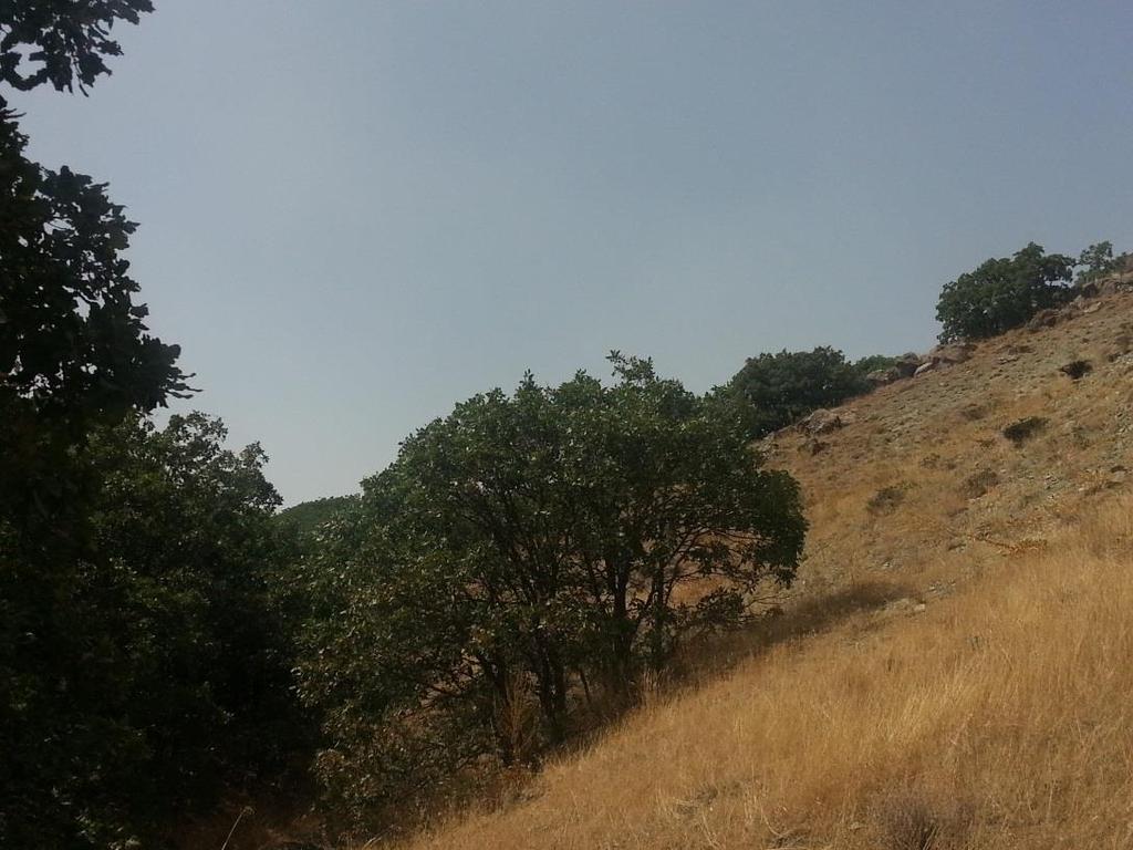 Tüylü Meşe nin (Quercus Pubescens) Türkiye de Yeni Bir Yayılış Alanı: Elmalı Dağı (Kayseri) Foto 7: Tuzla gölünün batısında parçalı yayılış