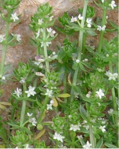 71 Galium tricornutum (Boynuzlu Yoğurt Otu) Tohumun Morfolojik Özellikleri Boyu Eni Rengi ve ġekli Bin dane ağırlığı 3 mm 3 mm Kahverengi- siyah yuvarlak 8 gr Rutubetli, besin maddesince zengin,