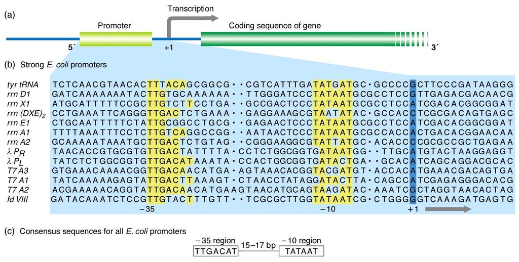 Prokaryotik Promotor Transkripsiyonun nereden