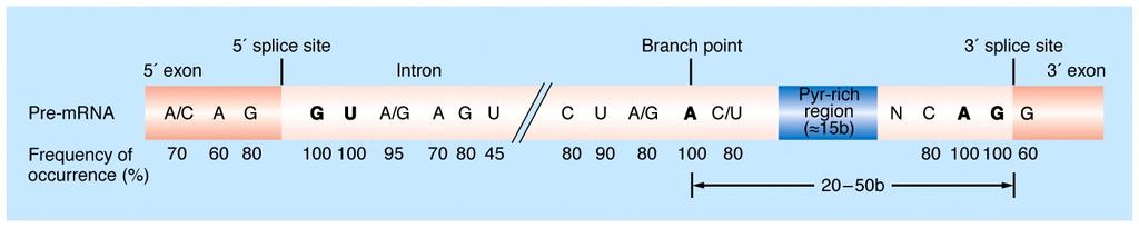 İntronların çıkarılması splicing mrna; rrna ; trna