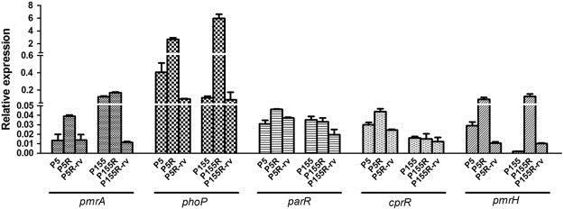 ekspresyon oranları yüksek 2 Duyarlı izolat (155 ve 5) Dirençli mutantları(p5r and P155R) Geri