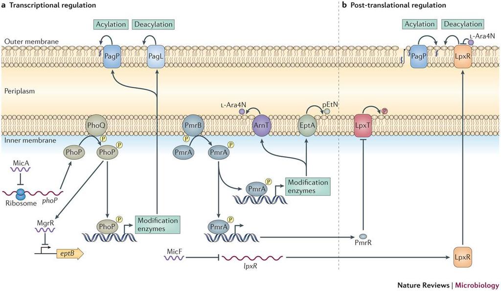 Kolistin Direnci Hücre membranında negatif yükün azalması Lipid A fosfat