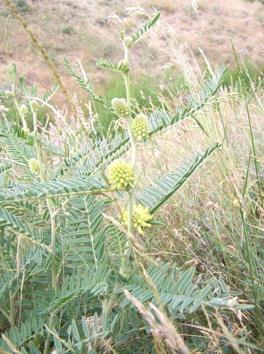 88 Tehlike kategorisi: CR Resim 13.3. Astragalus panduratus un arazi fotoğrafı Çiçekler kuruduğunda renkleri soluk sarıya döner fakat tazeyken oldukça canlı bir sarıya sahiptirler.