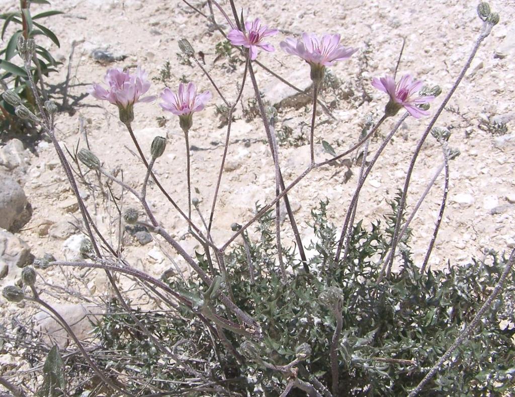 95 13.5. Crepis purpurea 1 Crepis cinsinin dahil olduğu papatyagiller (Compositae/Asteracea) ailesi yaklaģık 1535 cins ve 23000 türü ile dünyanın en geniģ bitki grubudur.
