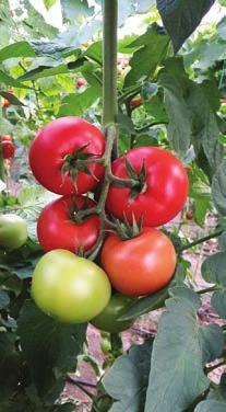 potansiyeli 180-200 gr meyve ağırlığı Parlak kırmızı renk Lezzeti