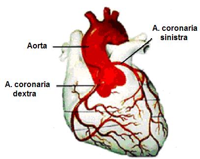Kalbin önden görünüşü ve kalbin arterleri Kalbin venöz kanı; vena cordis magna, vena cordis media ve vena cordis parva adı