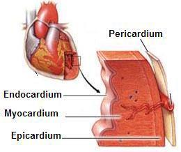Kalbin Tabakaları Kalbi saran üç tabaka vardır.