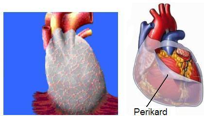 Dış tabaka (Pericardium) Kalbi dıştan bir torba gibi saran fibro seröz yapıda bir zardır. Bu zar, perikardiyum fibrosum ve perikardiyum serosum olmak üzere iki tabakadan oluşur.