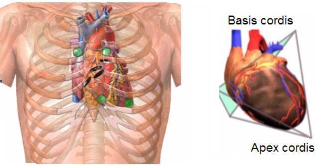 Kalbin yeri ve durumu Kalp, dolaşım sisteminin motor organıdır. Temel işi kanı pompalamak olan kalp, çizgili kastan yapılı içi boş hayati bir organdır.