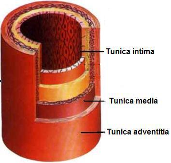 Arterlerin duvar yapısı Arterler üç tabakadan oluşmaktadır. Tunica adventitia (Dış tabaka): Elastik bir zarla kaplıdır. Sempatik sistemin vazomotor sinirleri bu tabakada bulunur.
