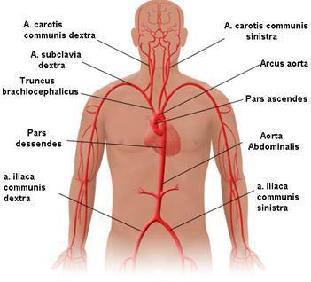 Aorta İnsan vücudundaki en büyük arter aorttur. Sol ventrikülden çıkış yapan aort, karın içinde 4. bel omuru hizasında iki ana iliak artere ( A. iliaca communis dextra ve sinistra) ayrılarak sonlanır.