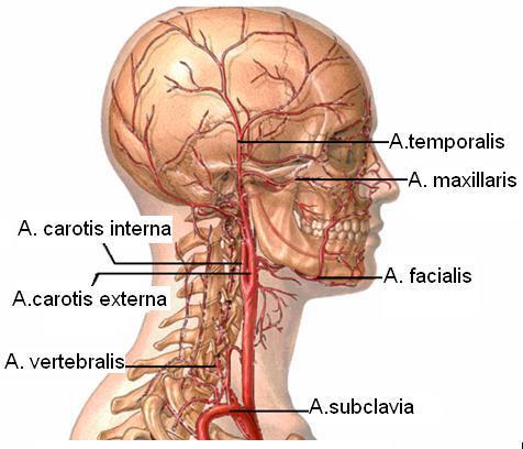Eksternal karotis arterin dalları A. carotis externa (Dış karotis atardamarı): Bu arterin uç kolları: a. temporalis, a. superfaciyalis, a.