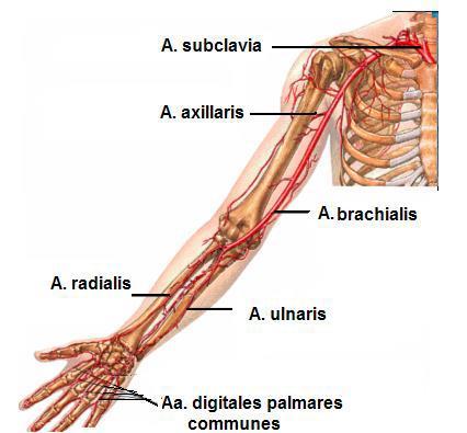 Arteria subclavianın dalları A. axillaris (Koltuk altı atardamarı): Meme, göğüs kasları ve scapula bölgesine dallar verir. Koltukaltı çukurundan sonra aşağı doğru ilerler ve kolda a.