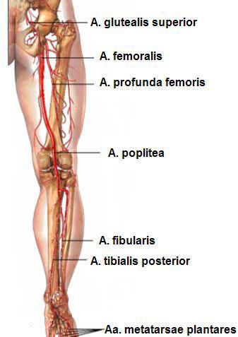 Alt ekstremite arterleri A. iliaca externa (Kalça dış atardamarı): Alt ekstremitelerin kanlanmasını sağlar. Ayak parmaklarına kadar uzanır.
