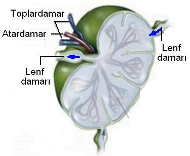 Lenf Organları Lenf organları; lenf nodülleri,