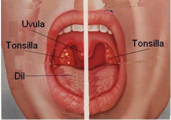 Mukoza içi nodüller Boru şeklindeki organların genelinde, mukoza tabakasına ait bağ dokusu içinde küçük lenf dokusu kümecikleri vardır.