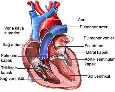 Kalbin iç kesiti Sağ atrium ve sağ ventrikülün her ikisi birden sağ kalbi oluşturur.