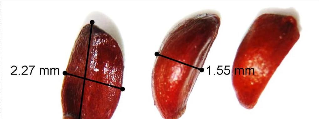 Tohumlar 5 o C de, 3 farklı katlama yöntemine (kontrol, nemli kağıt arasında ve nemli vermikulit üzerinde cam kavanoz içerisinde) ve 3 farklı katlama süresine (8, 12 ve 16 hafta) tabi tutulmuştur.