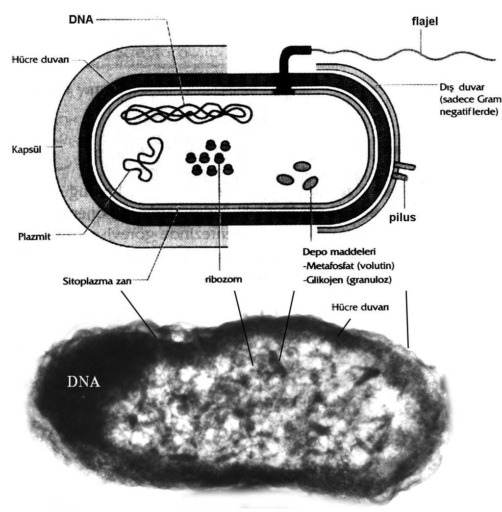 Şekil 16.1. Bir bakteri hücresinin şematik yapısı (Fritz H. Kayzer, 1997) ve bir bakteri hücresinin elektron mikroskop fotoğrafı (x100.000) (Aydın, 1997).