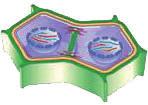 Test 01 1. B 2. A 3. E 4. B 5. C 6. D 7. C 8. E 9. C 10. D 11. B 12. E 7. 10. Orta lamel Tek hücreli canlılarda büyüme sitoplazma miktarında artma ya da hücre hacmindeki artma ile sağlanır.