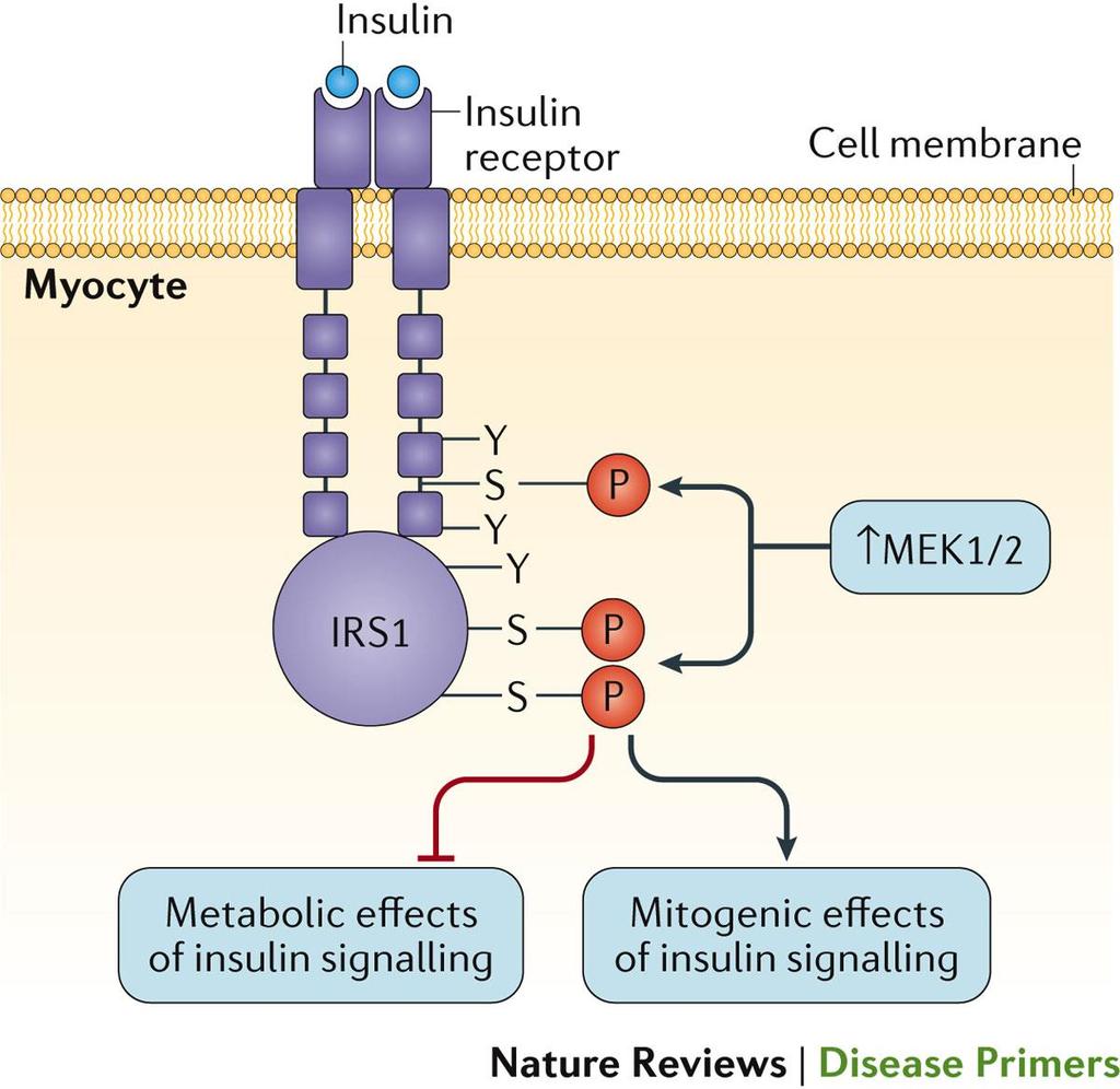 PKOS da kasta insülin direncinin moleküler mekanizmaları Azziz, R. et al.