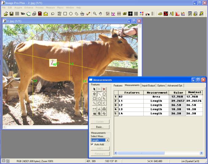 mean of t th measurement, c ti: i th cattle type effect for t th measurement (i = 1, 2), e tij: random error for t th measurement. Figure 1. A photo of South Anatolian Red (SAR) cow Figure 2.