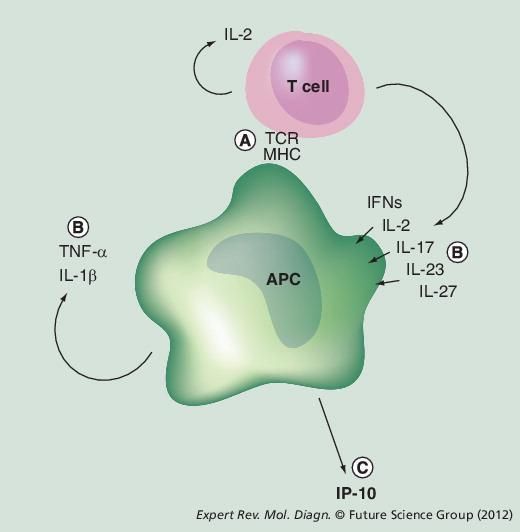 IP-10 (Interferon-γ-induced protein 10) IP-10 (CXCL-10) küçük 7.