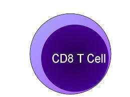 öldürülmesi Hücre içi Mtb lizisi LTBI ve aktif TB hastalarında IFN-γ