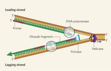 sürdürür. DNA polimeraz yeni DNA zincirini yalnızca 5-3 yönünde gerçekleştirir.