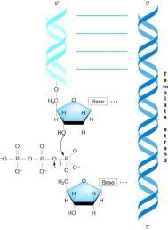 E. Coli de 3 tip DNA polimeraz belirlenmiştir. DNA polimerazlar: Nükleotitlerin eklenmesini katalizleyen enzim. Bilinen bütün DNA polimerazlar DNA yı 5-3 yönünde sentezler.