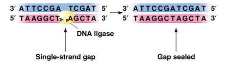 Daha önce oluşmuş olan RNA primerlerini uzaklaştırır ve yeni sentez yapar.